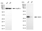 SBDS Antibody in Western Blot (WB)