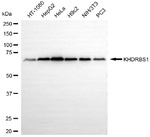 SAM68 Antibody in Western Blot (WB)