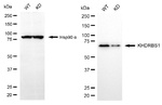 SAM68 Antibody in Western Blot (WB)