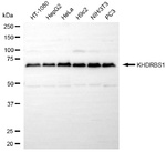 SAM68 Antibody in Western Blot (WB)