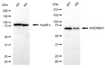 SAM68 Antibody in Western Blot (WB)