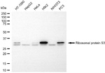 RPS3 Recombinant Rabbit Monoclonal Antibody (25GB2645)