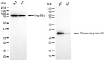 RPS3 Antibody in Western Blot (WB)