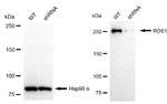 ROS1 Antibody in Western Blot (WB)