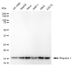 ROC1 Antibody in Western Blot (WB)