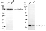 ROC1 Antibody in Western Blot (WB)