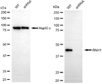RNH1 Antibody in Western Blot (WB)