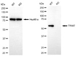 RNF90 Antibody in Western Blot (WB)