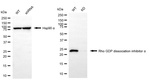 RhoGDI Antibody in Western Blot (WB)