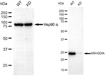 RhoGDI Antibody in Western Blot (WB)