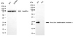 RhoGDI Antibody in Western Blot (WB)