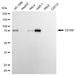RHAMM Antibody in Western Blot (WB)