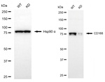 RHAMM Antibody in Western Blot (WB)