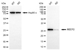 REEP2 Antibody in Western Blot (WB)