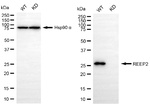 REEP2 Antibody in Western Blot (WB)
