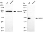 RBMS1 Antibody in Western Blot (WB)