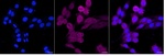 RAIDD Recombinant Rabbit Monoclonal Antibody (25GB3380)