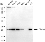 RAIDD Antibody in Western Blot (WB)