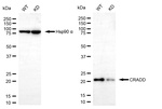 RAIDD Antibody in Western Blot (WB)