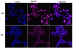 RACK1 Antibody in Immunocytochemistry (ICC/IF)