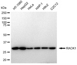 RACK1 Antibody in Western Blot (WB)