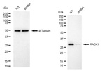 RACK1 Antibody in Western Blot (WB)