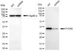 PYCR2 Antibody in Western Blot (WB)