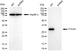PYCR1 Antibody in Western Blot (WB)