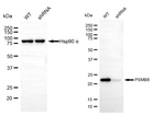 PSMB8 Antibody in Western Blot (WB)