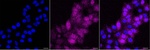 PSMA6 Antibody in Immunocytochemistry (ICC/IF)