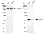 PSMA6 Antibody in Western Blot (WB)