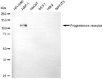 Progesterone Receptor Antibody in Western Blot (WB)