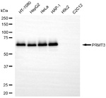 PRMT3 Antibody in Western Blot (WB)