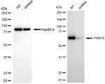 PRMT3 Antibody in Western Blot (WB)