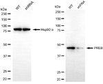 PREB Antibody in Western Blot (WB)