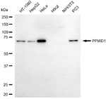 PPWD1 Monoclonal Antibody (25GB4130)