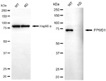 PPWD1 Antibody in Western Blot (WB)