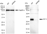 PPT1 Antibody in Western Blot (WB)
