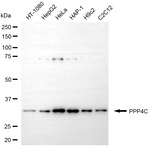 PPP4C Antibody in Western Blot (WB)