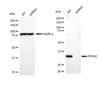 PPP4C Antibody in Western Blot (WB)