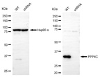PPP4C Antibody in Western Blot (WB)