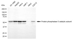 PP5 Antibody in Western Blot (WB)