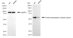 PP5 Antibody in Western Blot (WB)