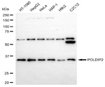 POLDIP2 Antibody in Western Blot (WB)