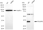 POLDIP2 Antibody in Western Blot (WB)