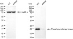 PMVK Antibody in Western Blot (WB)