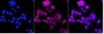 Pirh2 Antibody in Immunocytochemistry (ICC/IF)