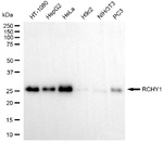Pirh2 Antibody in Western Blot (WB)