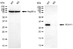 Pirh2 Antibody in Western Blot (WB)