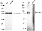 PIP5K1C Antibody in Western Blot (WB)
